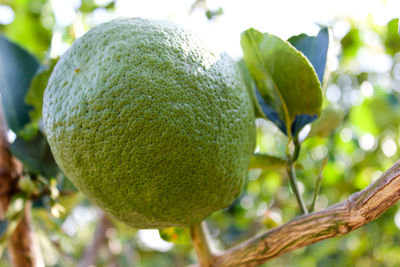 Close-up of fruit growing on tree