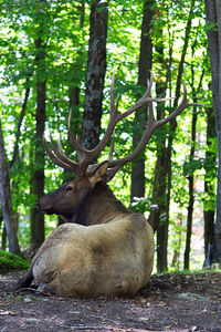 Buck with his antlers in the woods, relaxing in the shade.