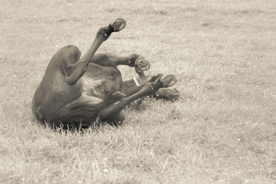 View of lying down on land