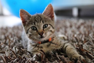 Close-up portrait of cat