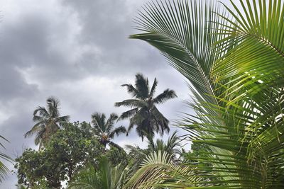 Low angle view of palm trees against sky