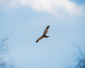 Low angle view of eagle flying in sky