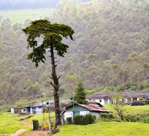 Tree by house on field against trees