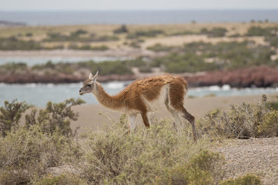 Side view of giraffe on land