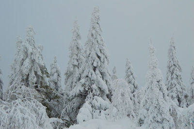 Snow covered plants against sky