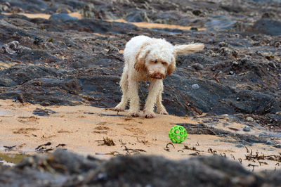 Full length of dog looking away