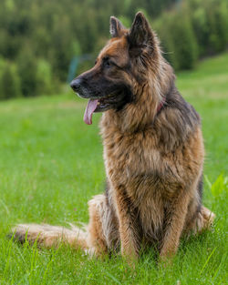 Close-up of dog sitting on field