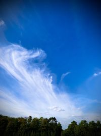 Low angle view of trees against blue sky