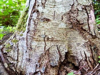 Full frame shot of tree trunk