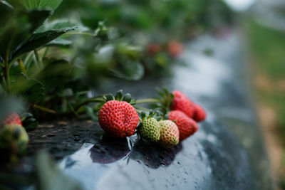 Close-up of strawberry on plant