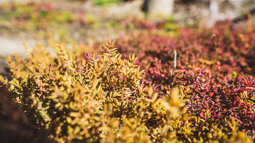 Close-up of yellow flowering plants on field