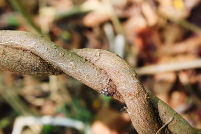 Close-up of mushroom growing on land