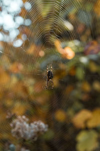 Close-up of spider on web