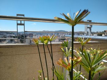 Potted plants by swimming pool against sky