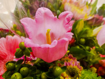 Close-up of pink roses