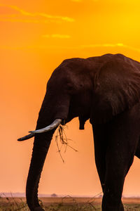 View of elephant at sunset