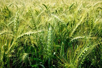 Full frame shot of corn field