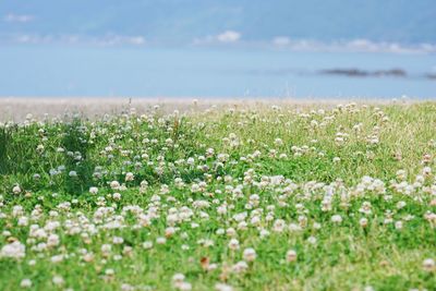 Close-up of plants growing on field against sky