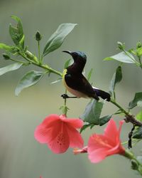 Close-up of bird perching on flower