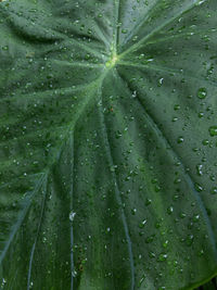 Full frame shot of wet leaves on rainy day