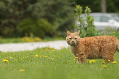 Ginger cat mustache