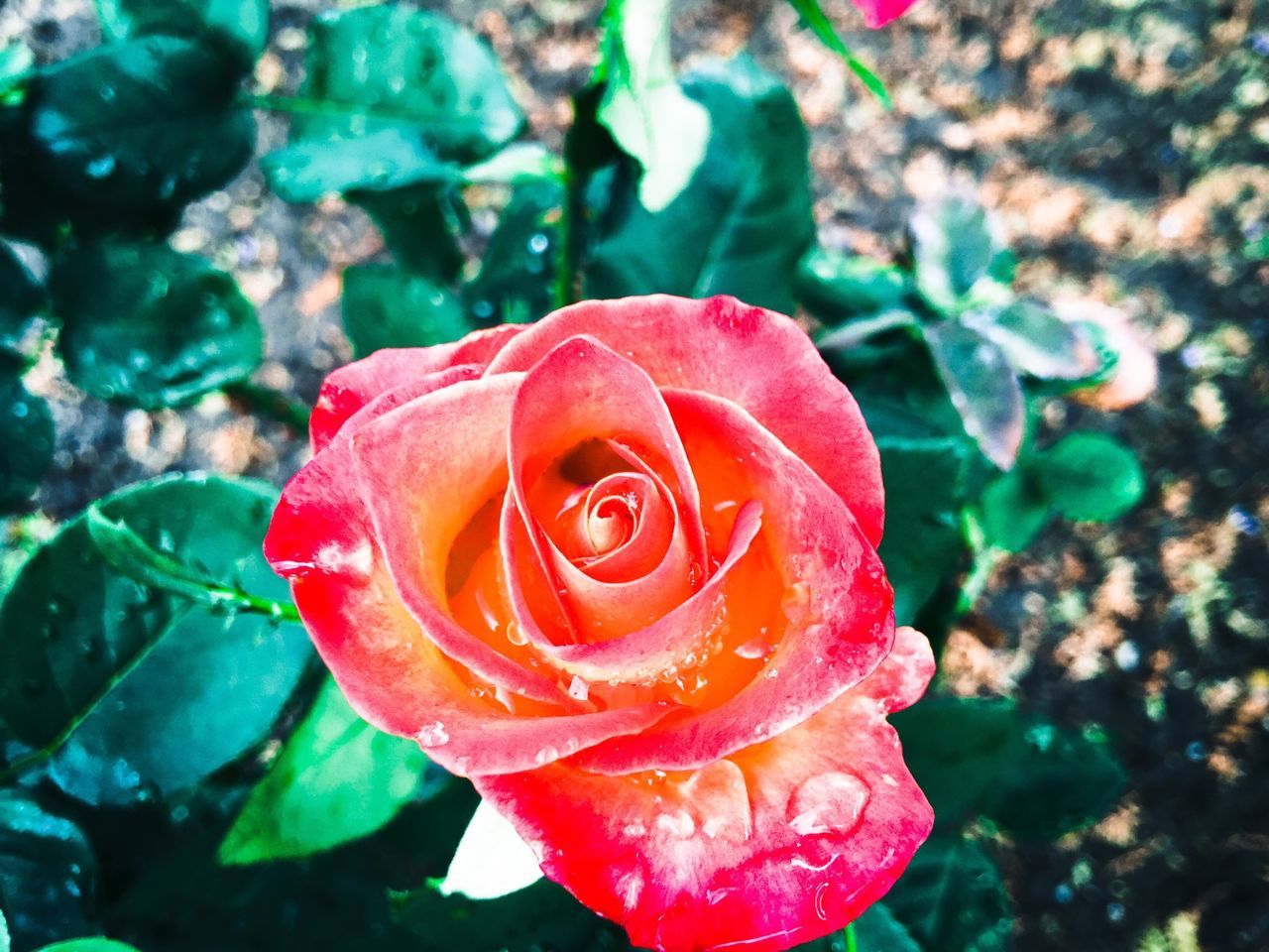 petal, flower, rose - flower, flower head, fragility, freshness, close-up, beauty in nature, single flower, blooming, rose, drop, focus on foreground, growth, single rose, wet, nature, red, in bloom, water