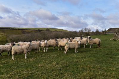 Flock of sheep on field