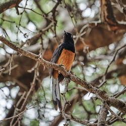 Close-up of bird perching on branch