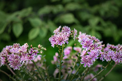 Close-up of purple flowering plant