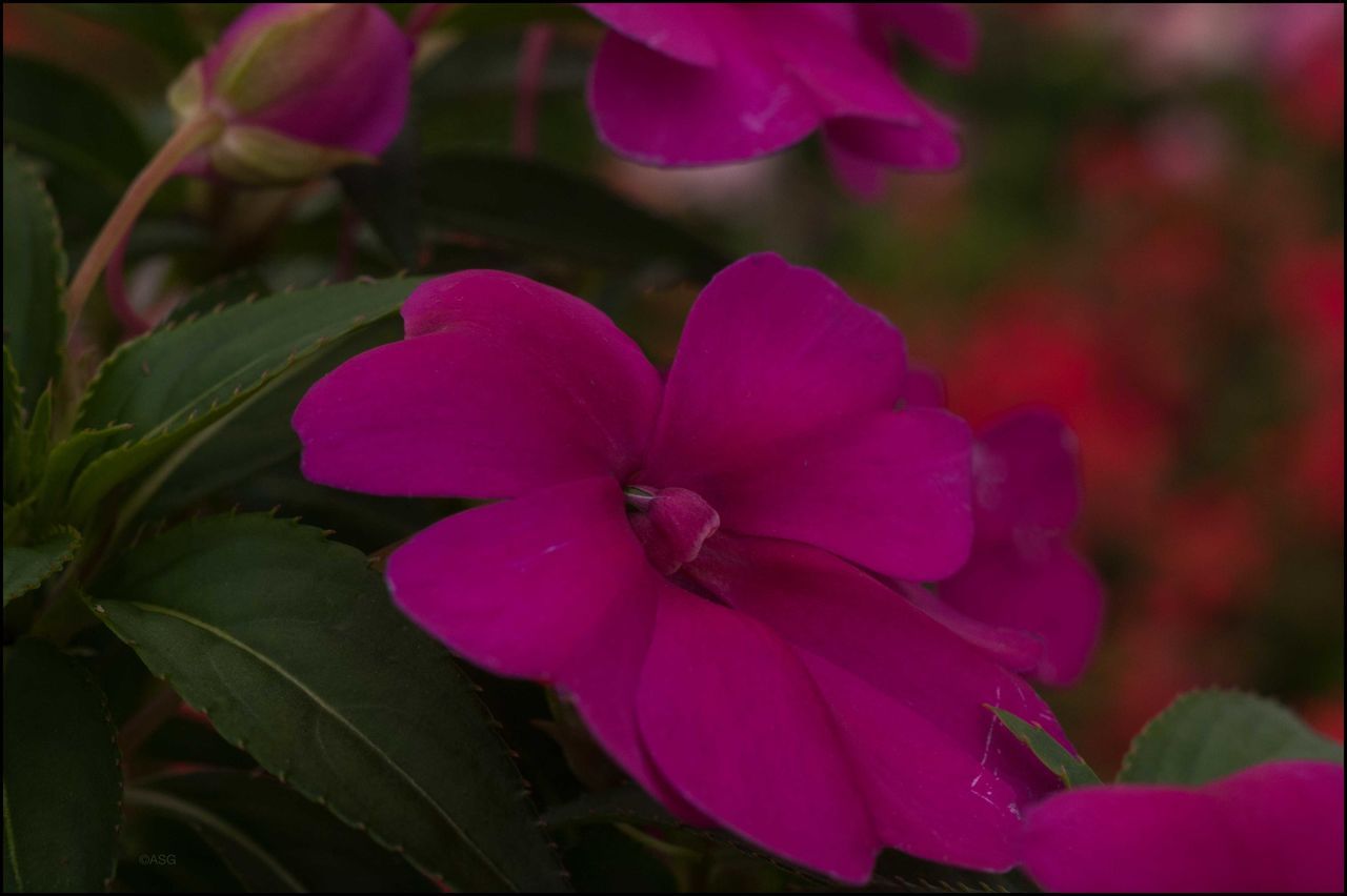 Pollinating flowers w/ my camera