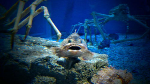 Close-up of jellyfish in aquarium