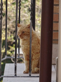 Cat sitting on railing