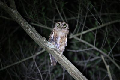 Close-up of owl perching on branch at night