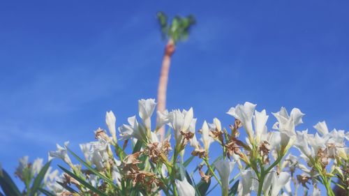 Low angle view of flowering plants against blue sky