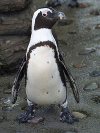 Close-up of penguin