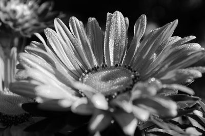 Close-up of wet flower in water