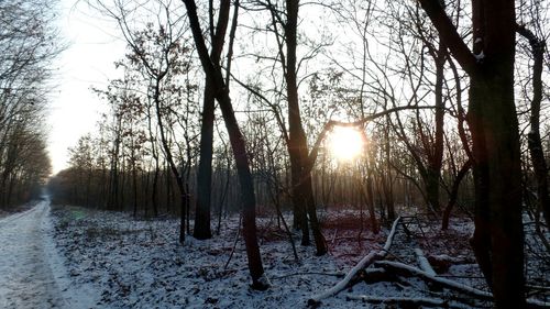 Trees in forest during winter