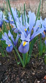 Close-up of purple crocus blooming on field