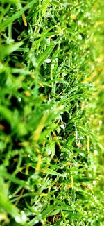 Close-up of wet plants