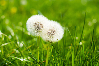 Close-up of dandelion on field