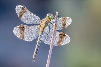 Close-up of dragonfly on twig