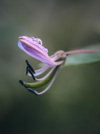 Close-up of pink rose flower