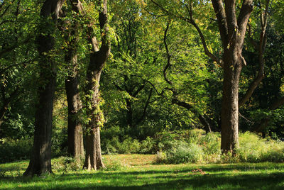 Trees in forest