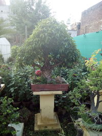 Plants growing on a wall
