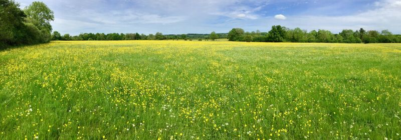 Scenic view of field against sky