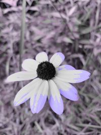 Close-up of purple flower