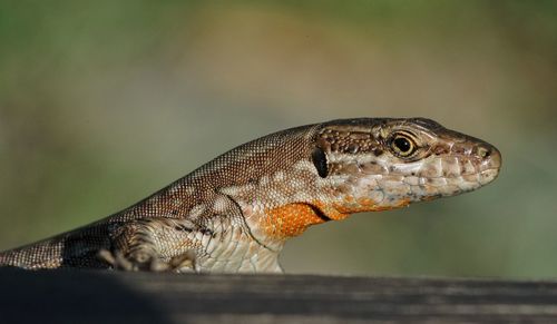 Close-up of lizard on wood