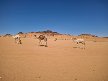 Camels on desert against clear blue sky