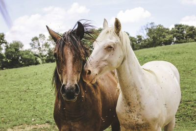 Close-up of horses standing in farm