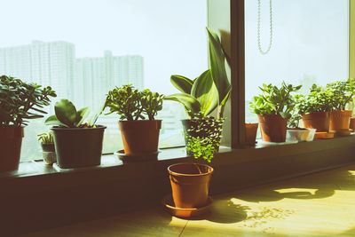 Potted plants on window sill